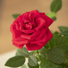 amarre de amor para la pasion